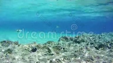 红海底珊瑚礁上五颜六色的热带鱼